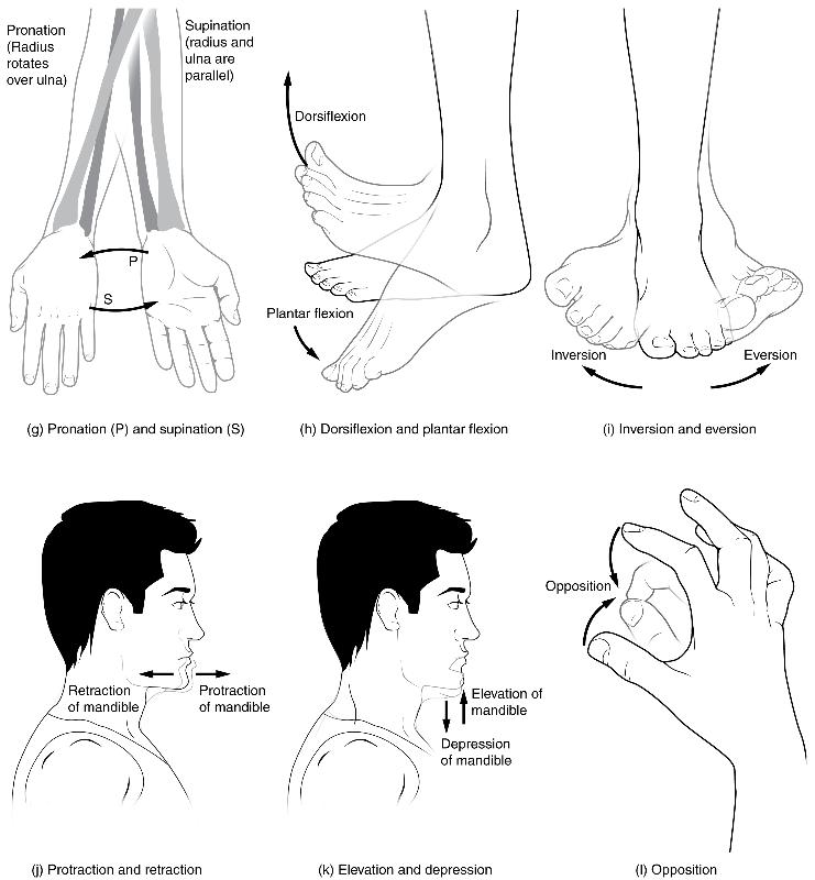 Body Movements image 2